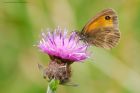 Filename=gatekeeper_HB_150823a.jpg
Filesize=732KB
Dimensions=1300x867
Date added=Aug 28, 2025 gatekeeper_HB_150823a.jpg