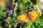 gatekeeper_gdn_290719b.jpg