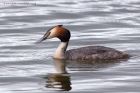 gcGrebe_010411b.jpg