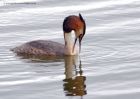 gcGrebe_010411e.jpg