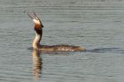 gcGrebe_010708a.jpg