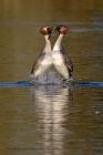 gcGrebe_020213a.jpg