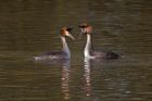 gcGrebe_020213h.jpg