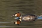 gcGrebe_020313e.jpg