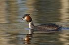 gcGrebe_020313g.jpg