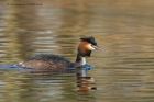 gcGrebe_020313k.jpg