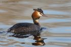 gcGrebe_020313o.jpg