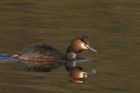 Filename=gcGrebe_020313s.jpg
Filesize=252KB
Dimensions=1000x667
Date added=Mar 31, 2013 gcGrebe_020313s.jpg