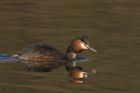 gcGrebe_020313s.jpg