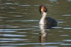 gcGrebe_020313za.jpg