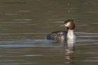 gcGrebe_020313zd.jpg