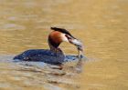 gcGrebe_020410b.jpg