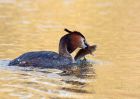 Filename=gcGrebe_020410c.jpg
Filesize=232KB
Dimensions=1000x714
Date added=Apr 11, 2010 gcGrebe_020410c.jpg