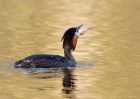 gcGrebe_020410f.jpg