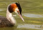 Filename=gcGrebe_020509d.jpg
Filesize=194KB
Dimensions=900x643
Date added=May 04, 2009 gcGrebe_020509d.jpg
