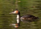 Filename=gcGrebe_020509f.jpg
Filesize=254KB
Dimensions=1000x714
Date added=May 04, 2009 gcGrebe_020509f.jpg