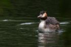 gcGrebe_020911h.jpg