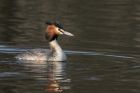 gcGrebe_050313c.jpg