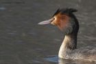 gcGrebe_050313m.jpg