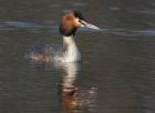 gcGrebe_050313u.jpg