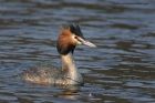 Filename=gcGrebe_050313ze.jpg
Filesize=222KB
Dimensions=1000x667
Date added=Apr 04, 2013 gcGrebe_050313ze.jpg