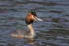 gcGrebe_050313ze.jpg