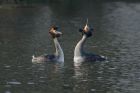 gcGrebe_050313zw.jpg