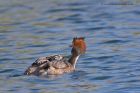 gcGrebe_050512c.jpg