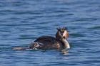 Filename=gcGrebe_050512e.jpg
Filesize=192KB
Dimensions=1000x667
Date added=May 12, 2012 gcGrebe_050512e.jpg