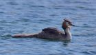 Filename=gcGrebe_050512h.jpg
Filesize=195KB
Dimensions=1000x575
Date added=May 12, 2012 gcGrebe_050512h.jpg