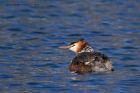 gcGrebe_050512i.jpg