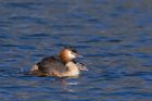 gcGrebe_050512k.jpg