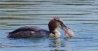 gcGrebe_050512u.jpg