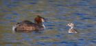 Filename=gcGrebe_050512zb.jpg
Filesize=245KB
Dimensions=1000x482
Date added=May 12, 2012 gcGrebe_050512zb.jpg