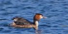 gcGrebe_050512ze.jpg