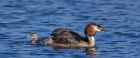 gcGrebe_050512zf.jpg