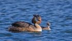 Filename=gcGrebe_050512zm.jpg
Filesize=210KB
Dimensions=1000x573
Date added=May 12, 2012 gcGrebe_050512zm.jpg