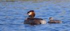 gcGrebe_050512zn.jpg