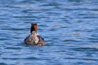 gcGrebe_050512zu.jpg