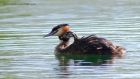 gcGrebe_050512zw.jpg