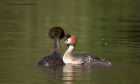 gcGrebe_050512zzf.jpg