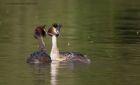 gcGrebe_050512zzg.jpg