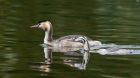 gcGrebe_051013a.jpg