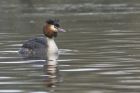 gcGrebe_070215a.jpg