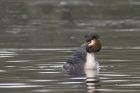 gcGrebe_070215i.jpg