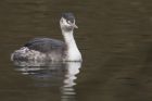 gcGrebe_070215v.jpg