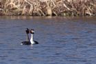 gcGrebe_070311b.jpg