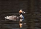 gcGrebe_080310a.jpg