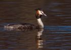 gcGrebe_080310j.jpg