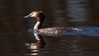 gcGrebe_080310l.jpg